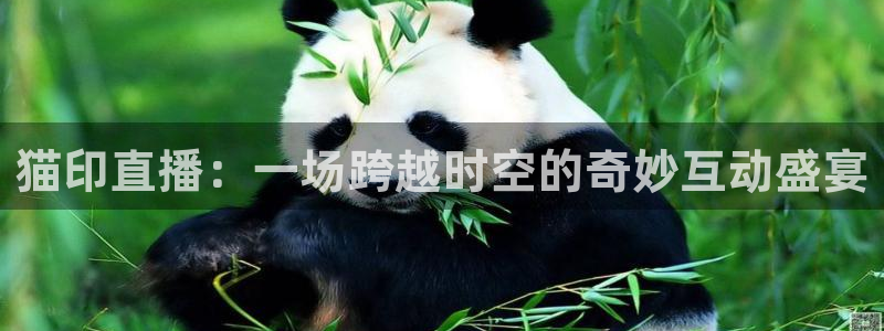 河豚体育直播免费下载：猫印直播：一场跨越时空的奇妙互动盛宴